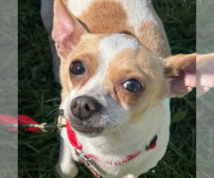 Lilly - Female Chihuahua-Unknown Mix Dog for Adoption - Photo #12