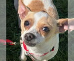 Small Photo #12 Chihuahua-Unknown Mix Puppy For Sale in Canton, CT, USA
