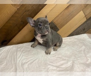 French Bulldog Puppy for sale in ARANSAS PASS, TX, USA
