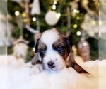 Puppy Puppy 6 Rocky Miniature Australian Shepherd