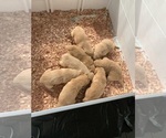 Small #13 Golden Retriever