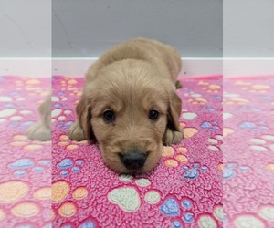 Golden Retriever Puppy for sale in WILLIAMSTOWN, KY, USA