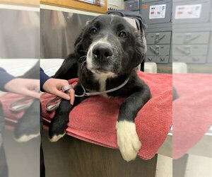 Pyrenees Husky Dogs for adoption in Fairbanks, AK, USA