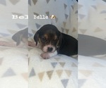 Puppy Belle Beagle