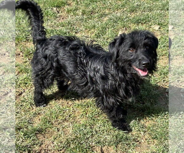 Medium Photo #3 Mutt Puppy For Sale in Batavia, OH, USA