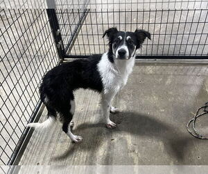 Border-Aussie Dogs for adoption in Columbus, IN, USA