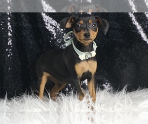 Miniature Pinscher Litter for sale in WARSAW, IN, USA