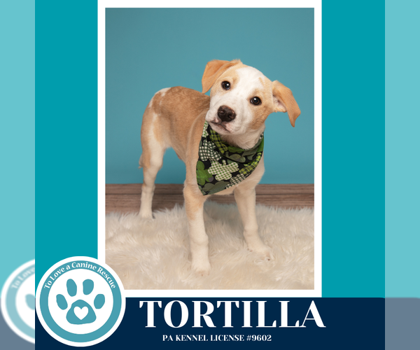 Medium Photo #6 Border Collie-Unknown Mix Puppy For Sale in Kimberton, PA, USA