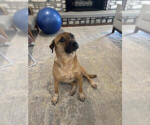 Mutt Dogs for adoption in San Antonio, TX, USA