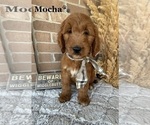 Puppy MOCHA Goldendoodle