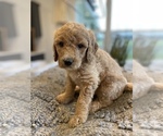 Small Photo #5 Goldendoodle Puppy For Sale in BROOKS, OR, USA