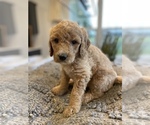 Small #4 Goldendoodle