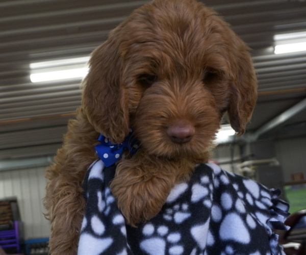 Medium Photo #8 Goldendoodle Puppy For Sale in LENA, IL, USA