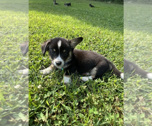 Medium Photo #79 Pembroke Welsh Corgi Puppy For Sale in PERKINSVILLE, VT, USA