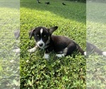 Small Photo #79 Pembroke Welsh Corgi Puppy For Sale in PERKINSVILLE, VT, USA
