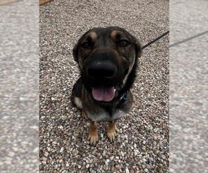 German Shepherd Dog-Unknown Mix Dogs for adoption in Fort Collins, CO, USA