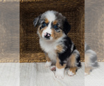 Puppy Aqua Australian Shepherd