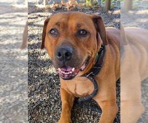 Labrador Retriever-Unknown Mix Dogs for adoption in Woodland, CA, USA