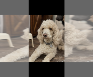 Father of the Goldendoodle puppies born on 01/16/2025