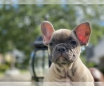 Small Photo #17 French Bulldog Puppy For Sale in WEST ORANGE, NJ, USA