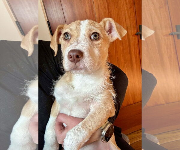 Medium Photo #4 Mutt Puppy For Sale in Germantown, OH, USA