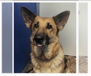 Mutt Dogs for adoption in Fort Pierce, FL, USA