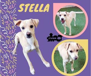 Italian Greyhound-Unknown Mix Dogs for adoption in Lindsay, CA, USA