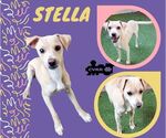 Small Italian Greyhound Mix