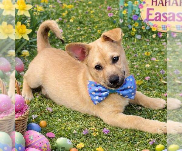 Medium Photo #3 Chiweenie Puppy For Sale in Yardley, PA, USA