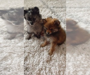 Pomeranian Puppy for Sale in BALTIMORE, Maryland USA