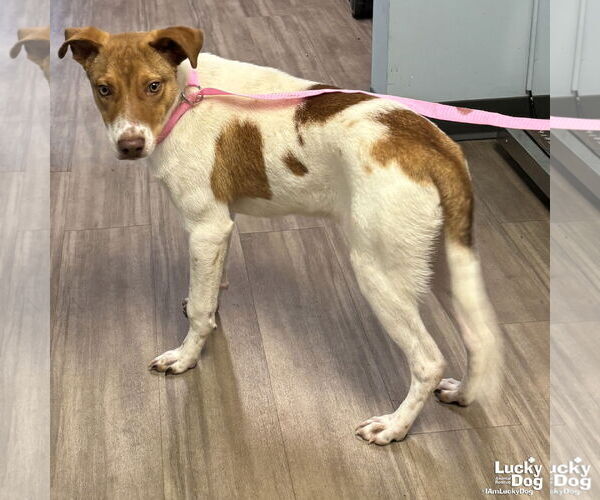 Medium Photo #4 Retriever -Unknown Mix Puppy For Sale in Washington, DC, USA