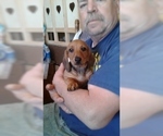 Small Photo #15 Dachshund Puppy For Sale in GARDEN GROVE, CA, USA