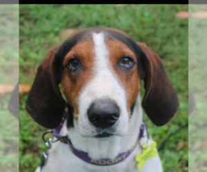 Treeing Walker Coonhound-Unknown Mix Dogs for adoption in Westminster, MD, USA