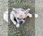 Puppy Hank the tank French Bulldog