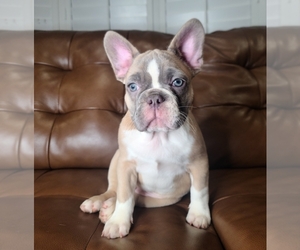 French Bulldog Puppy for sale in FORT WORTH, TX, USA