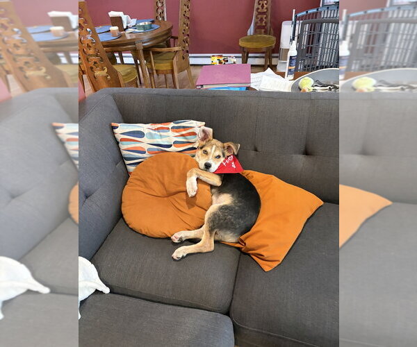 Medium Photo #3 German Shepherd Dog-Unknown Mix Puppy For Sale in Aurora, CO, USA
