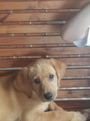 Labrador Retriever Puppy for sale in TALLAHASSEE, FL, USA