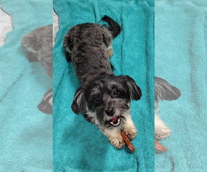 Shih Tzu-Unknown Mix Dogs for adoption in Mukwonago, WI, USA