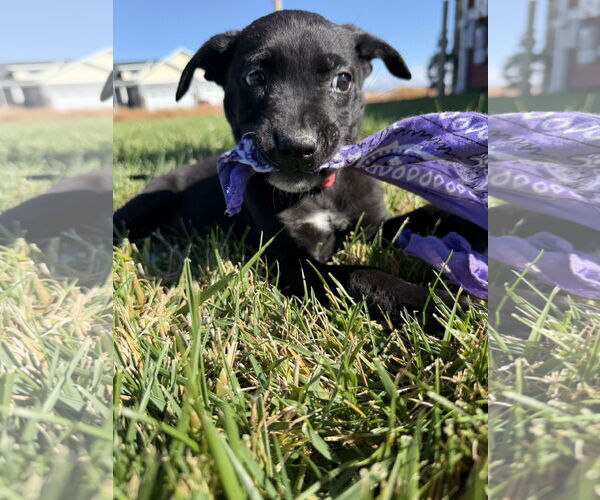 Medium Photo #1 Labrador Retriever-Unknown Mix Puppy For Sale in MIDWAY, UT, USA