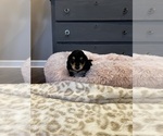 Small #4 Dachshund