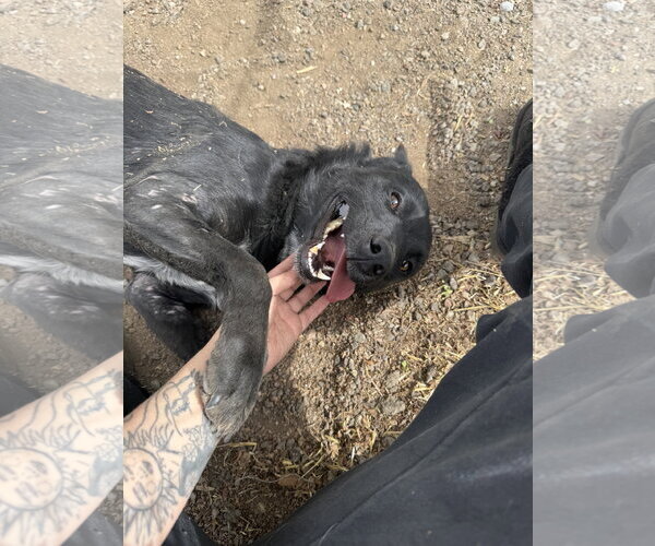 Medium Photo #3 Border Collie-Unknown Mix Puppy For Sale in Las Vegas, NM, USA