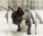 Small #2 French Bulldog