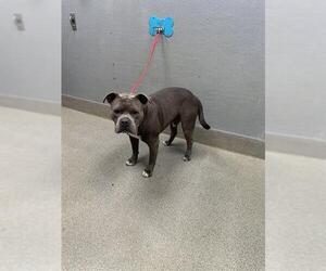 Mutt Dogs for adoption in Las Vegas, NV, USA