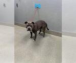 Small Mutt