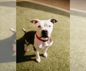 Mutt Dogs for adoption in Las Vegas, NV, USA