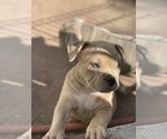 Small Photo #13 American Bully Puppy For Sale in SANTA CRUZ, CA, USA