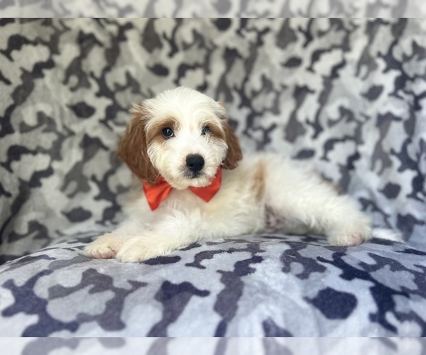 Medium Photo #8 Cavapoo Puppy For Sale in LAKELAND, FL, USA