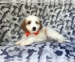 Small #7 Cavapoo