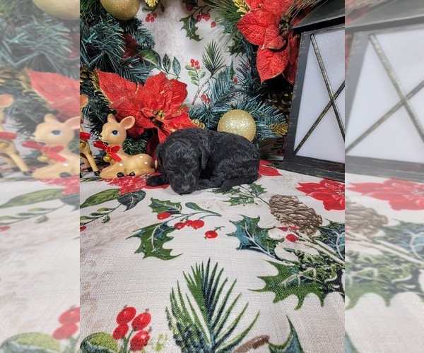Medium Photo #52 Poodle (Toy) Puppy For Sale in BLACK FOREST, CO, USA