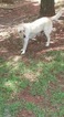 Small Photo #1 Labrador Retriever Puppy For Sale in FORSYTH, GA, USA